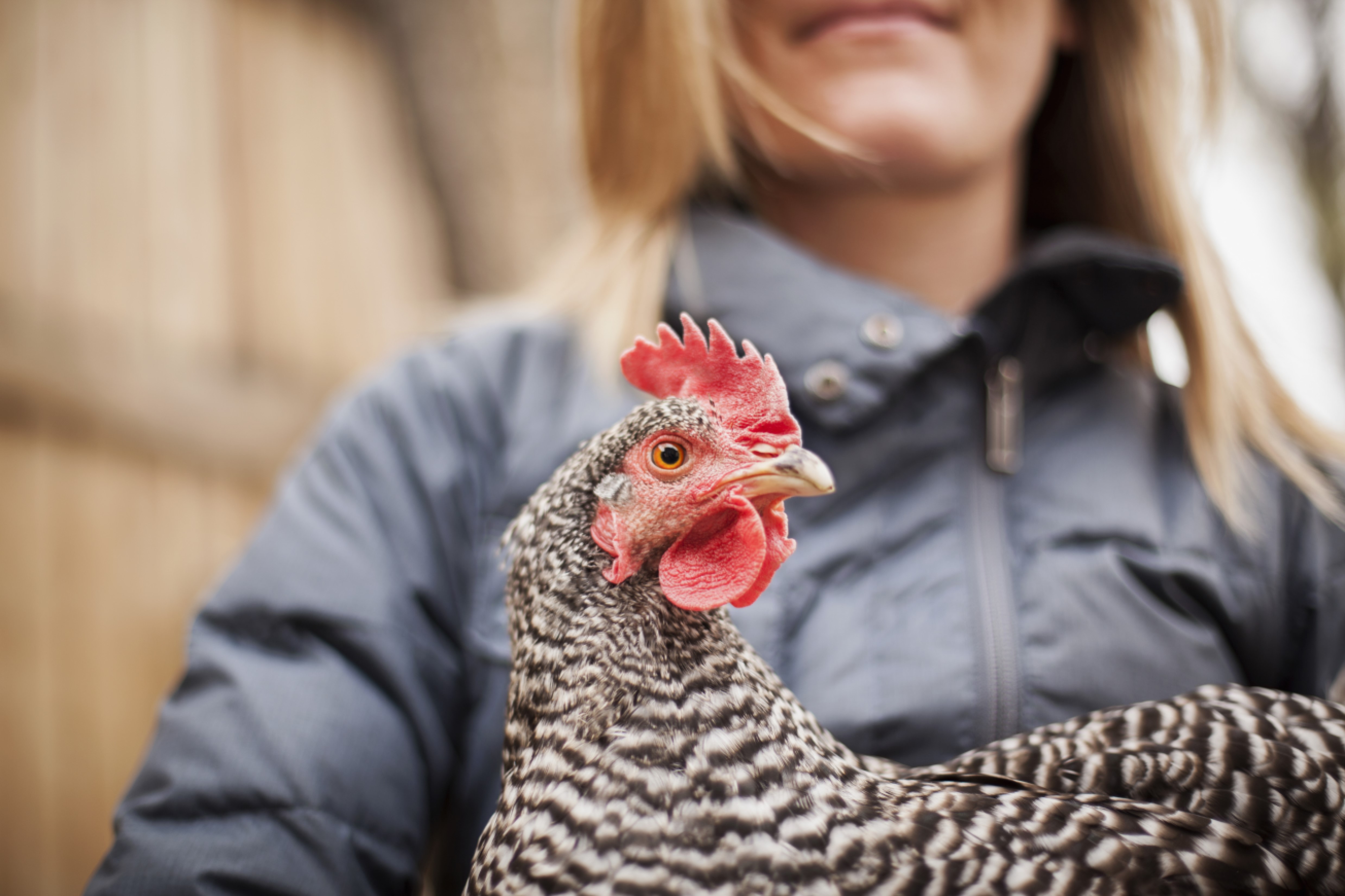 Poultry and other captive birds